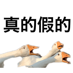 鵝子篇