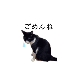 nyan_20190912142928