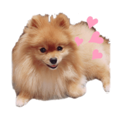 Pomeranian no mocochan_All season stamps