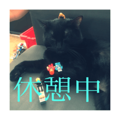 black cat jijio
