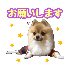 Pomeranianraitodaifukuu