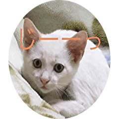 boy cat White