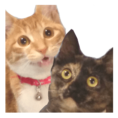 Cats in my house!