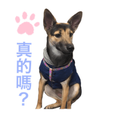 jenny愛犬