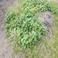 Mother's Sweet potato leaves