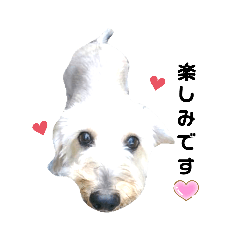 ワイヤーダックスのチャコちゃん ２