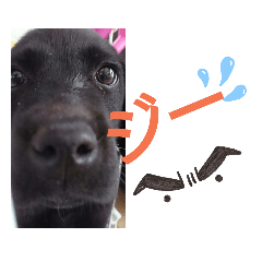 labradorretriever_20190913061604