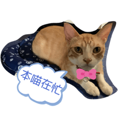 葫蘆啾啾一家親
