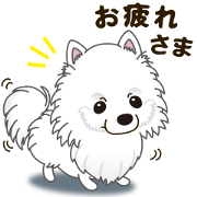 A sticker willingly. White Pomeranian