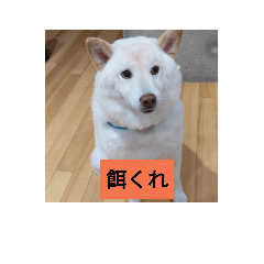 togachanmaru_20190913212207