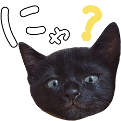 'HIJIKI' is black cat in Japanese