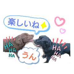 labradorretriever_20190913061204
