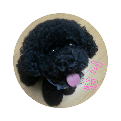 Toy-poodle ELF