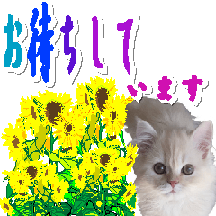 可愛いネコと花の丁寧敬語