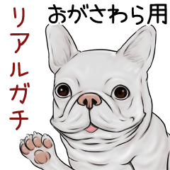 Ogasawara Real Gachi Pug & Bulldog