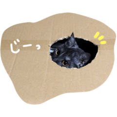 yuimaru15818