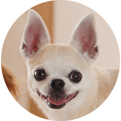 Chihuahua Photo Sticker