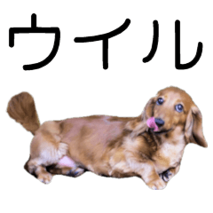 Animated sticker of dog