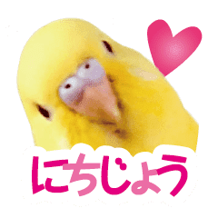 黄色いインコ レモンちゃん 日常 Line スタンプ Line Store 黄色いインコ レモンちゃん 日常 Line スタンプ Line Store