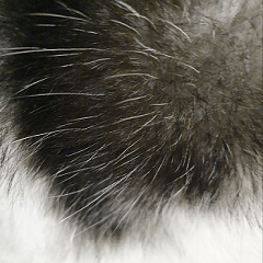 Dog's Fur-Husky