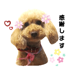 トイプードル クレープちゃん