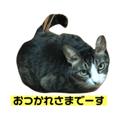 tanuki_20190915140311