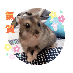 鼠餅ㄅㄨㄅㄨ欸