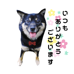 黒柴ナナちゃん