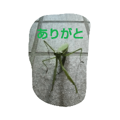 MAKO_20190915191106