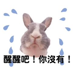 BunnyBambi -cats and rabbits