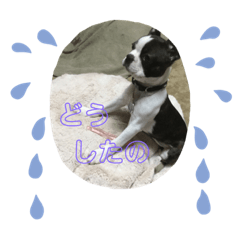 chabi 2