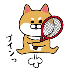 テニスやりたすぎる柴犬