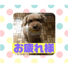 トイプードル Lineクリエイターズスタンプまとめ Stamplist Part 6