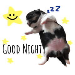 Baby dog.com
