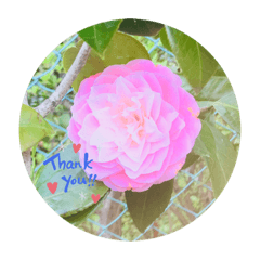 kumachan_20190915235257