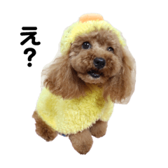 ringo_20190916130235