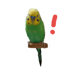 セキセイインコ 癒しスタンプ Lineクリエイターズスタンプ Stamplist セキセイインコ 癒しスタンプ Lineクリエイターズスタンプ Stamplist