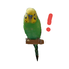 インコ Lineクリエイターズスタンプまとめ Stamplist Part 2