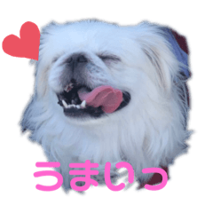 I Love pekingese