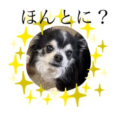 jack Chihuahua