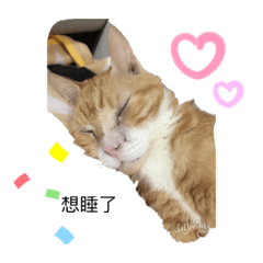 塔哥與豆沙.胖弟