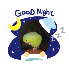 Bird_20190917113311