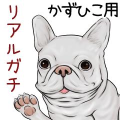 Kazuhiko Real Gachi Pug & Bulldog