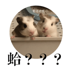 Guinea pig-內內&某某