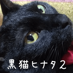 Black cat Hinata 2
