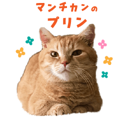 Munchkincat Purin