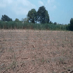 Harvesting sugar cane field