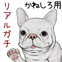 Kaneshiro Real Gachi Pug & Bulldog