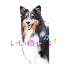 Alice_20190918144602