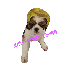 西施犬特輯